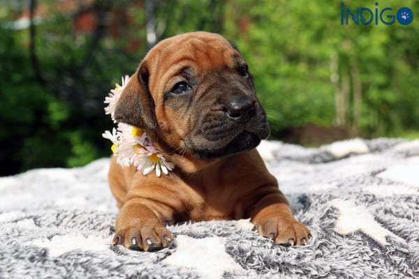 Собаки в Санкт-Петербурге: Щенки родезийского риджбека. Питомник РКФ Мальчик, Бесплатно - фото 3