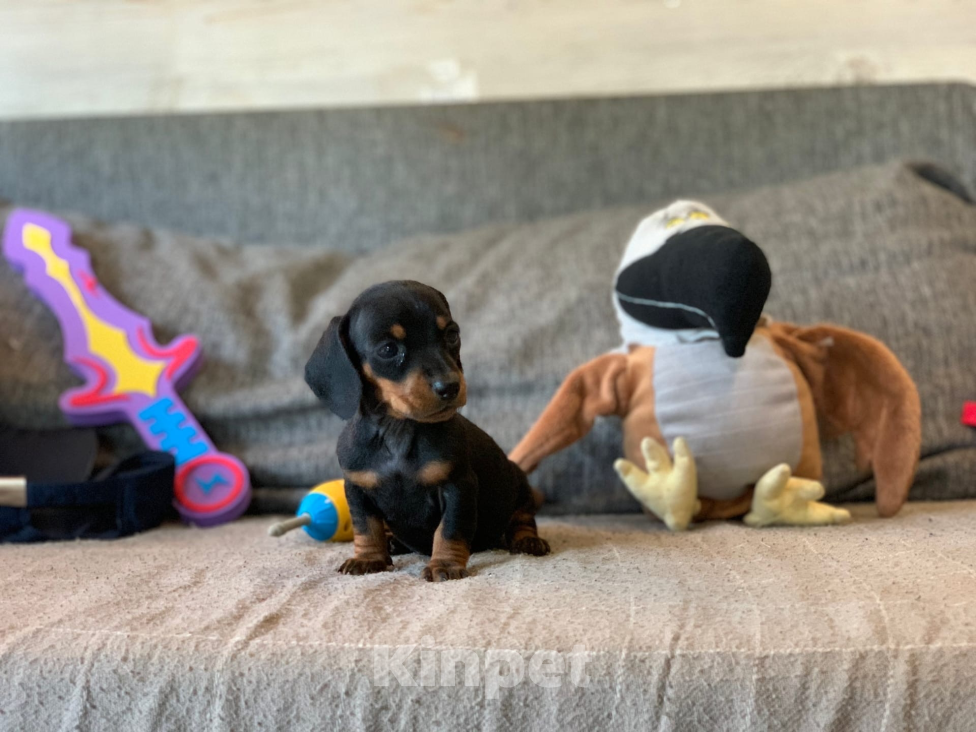 Собаки в Москве: Мальчик такса Мальчик, 40 000 руб. - фото 3