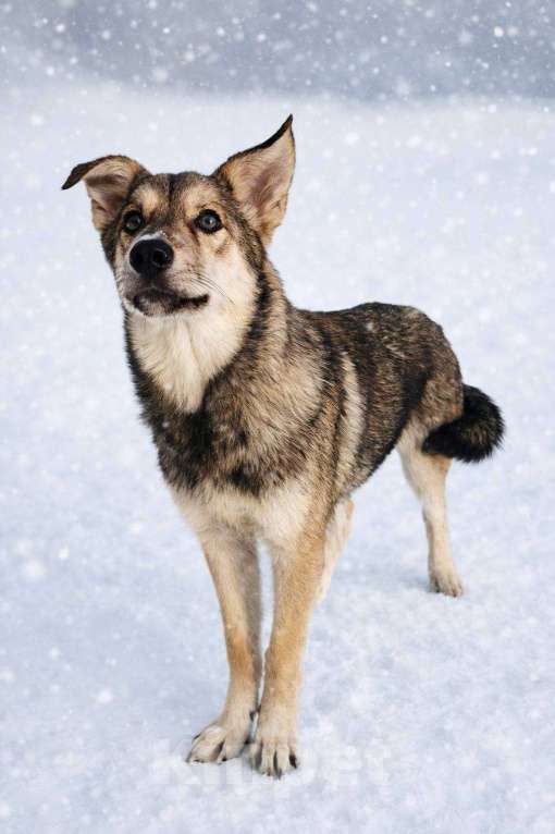 Собаки в Наро-Фоминске: Сабина якутенок Девочка, Бесплатно - фото 1