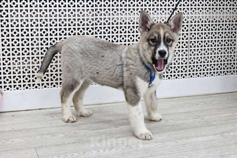 Собаки в Москве: Щенок бесплатно в Москве Девочка, Бесплатно - фото 1