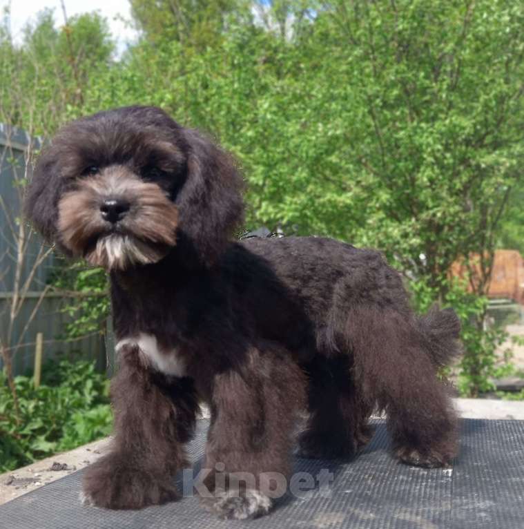 Собаки в Москве: мальтипу подрощенный мальчик Мальчик, 80 000 руб. - фото 4