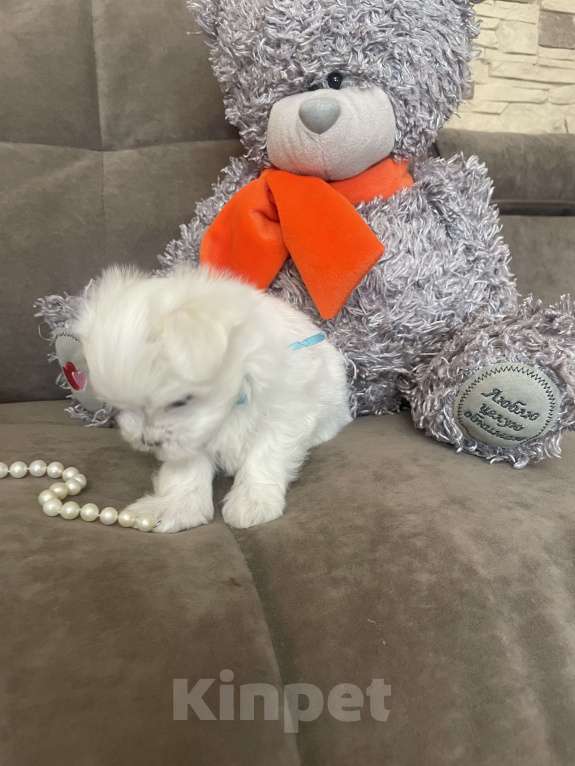Собаки в Сочи: Красавцы мальчики  мальтезе Мальчик, 50 000 руб. - фото 2