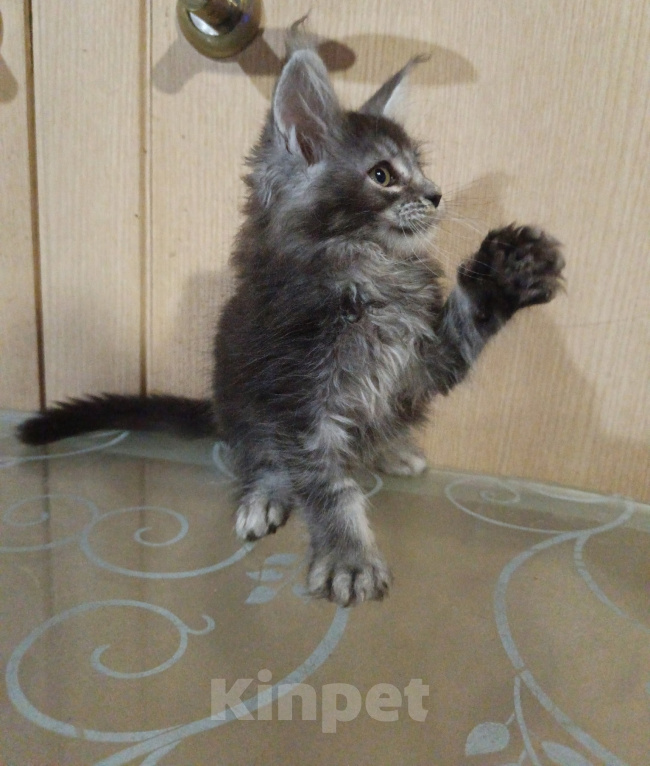 Кошки в других городах Кировской области: Котёнок Мейн кун Космос Мальчик, 80 000 руб. - фото 5