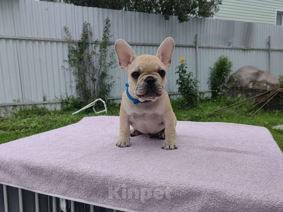 Собаки в других городах Московской области: Амур  Мальчик, 70 000 руб. - фото 3