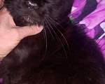 Кошки в Арзамасе: Мейн кун вязка кот, продажа, 1 руб. - фото 4