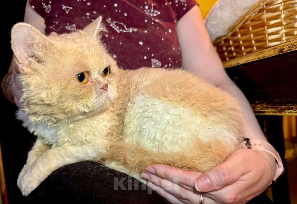 Кошки в Москве: Котик Кудряш в добрые руки  Мальчик, Бесплатно - фото 6