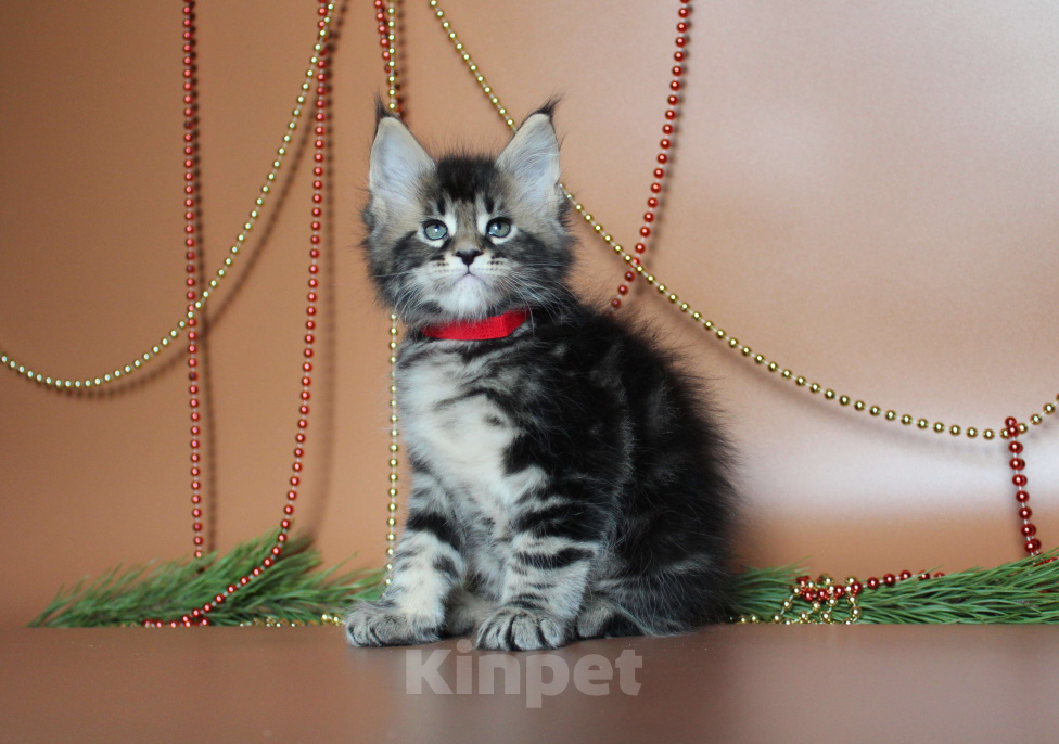 Кошки в Екатеринбурге: Котёнок мейн-кун Сириус Мальчик  Мальчик, 50 000 руб. - фото 8