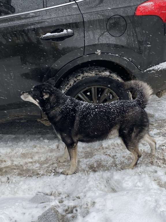 Собаки в Казани: Нашлась собака, центр Казани Мальчик, Бесплатно - фото 3