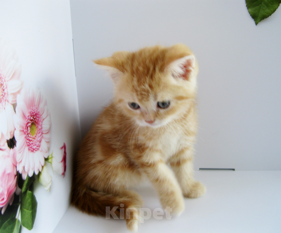 Кошки в Ставрополе: Котенок шотландский Мальчик, 50 000 руб. - фото 3