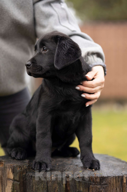 Собаки в Санкт-Петербурге: Щенок Лабрадора девочка  Девочка, 90 000 руб. - фото 4