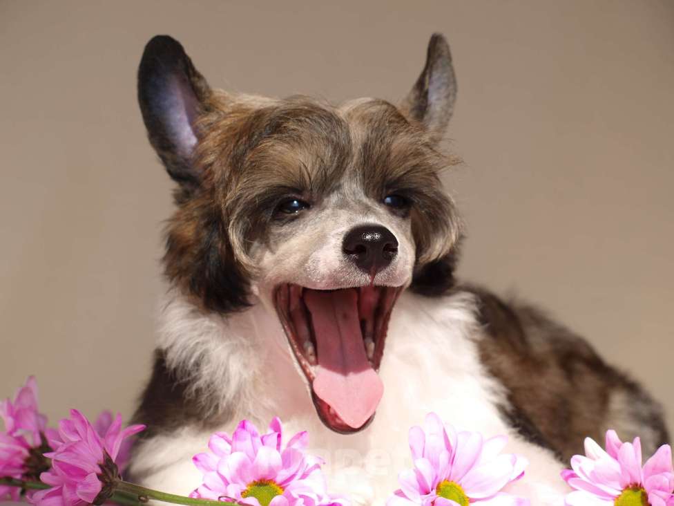 Собаки в Липецке: Пуховый мальчик Мальчик, 20 000 руб. - фото 3