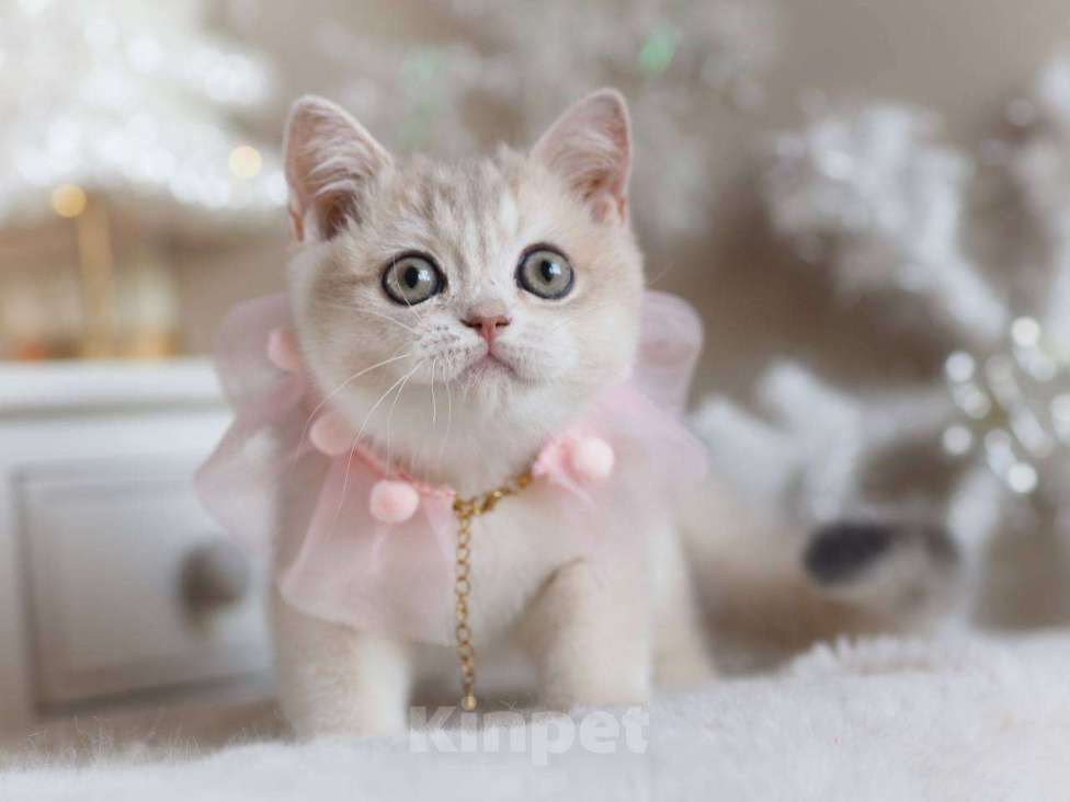 Кошки в Москве: Британская девочка Аура Девочка, 100 000 руб. - фото 5