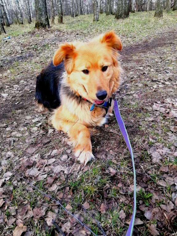 Собаки в Москве: Мотя-трехлапик в Хорошие руки! Девочка, Бесплатно - фото 5