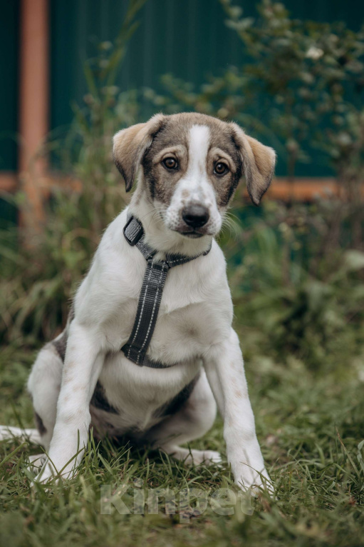 Собаки в Москве: Щенок в добрые руки бесплатно. Собака ищет дом Девочка, Бесплатно - фото 5