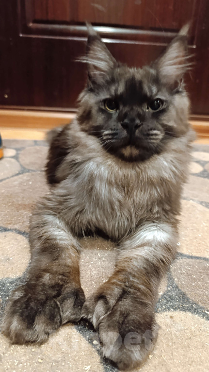 Кошки в Санкт-Петербурге: Мальчик полидакт черный дым Мальчик, 80 000 руб. - фото 1