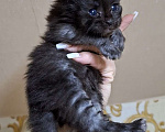 Кошки в Дмитрове: Котятки мейн-кун полидакт Мальчик, 40 000 руб. - фото 5