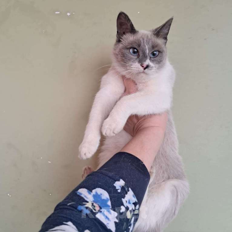 Кошки в Москве: Молодая кошечка Нева  в добрые руки  Девочка, Бесплатно - фото 2