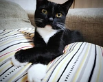 Кошки в Симферополе: Кошечка Роза Девочка, Бесплатно - фото 3
