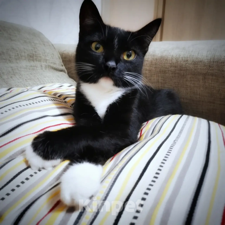 Кошки в Симферополе: Кошечка Роза Девочка, Бесплатно - фото 3