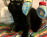 Кошки в Москве: Чёрный британский кот Бегемот Мальчик, Бесплатно - фото 3
