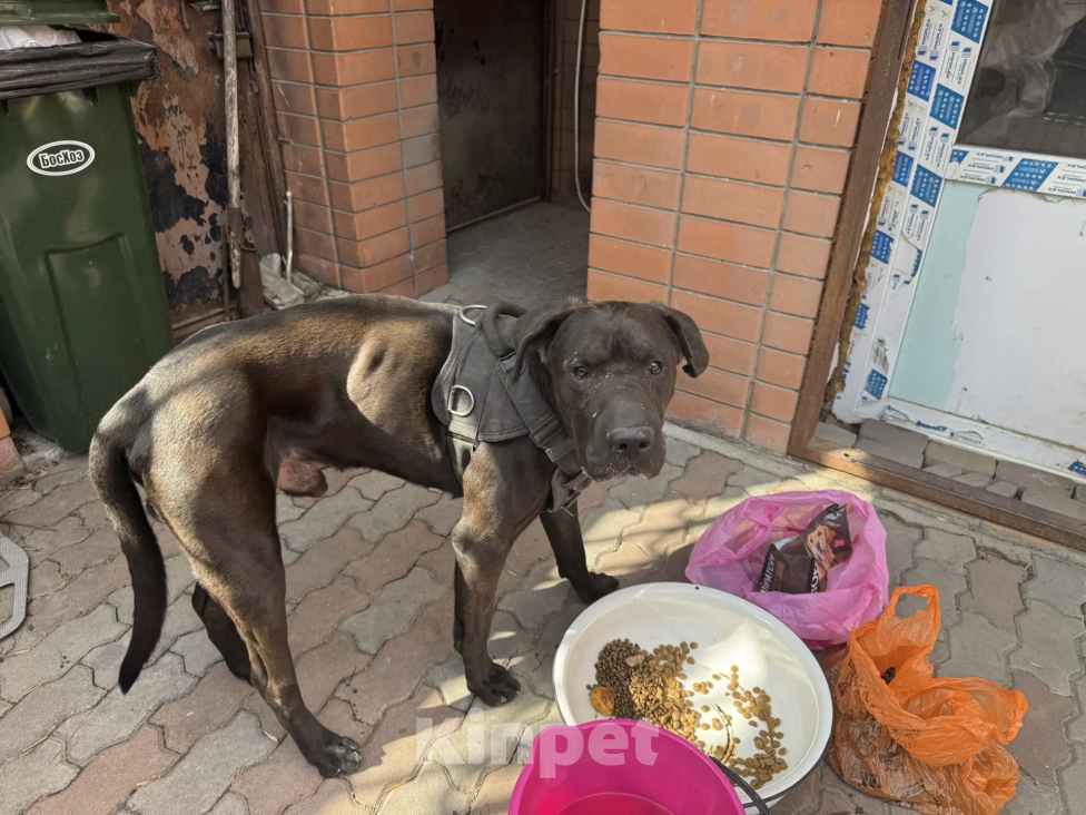 Собаки в Ростове-на-Дону: найден Мальчик, Бесплатно - фото 4