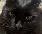 Кошки в Москве: Ищем дом для черной кошечки  Девочка, Бесплатно - фото 1