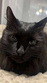 Ищем дом для черной кошечки 