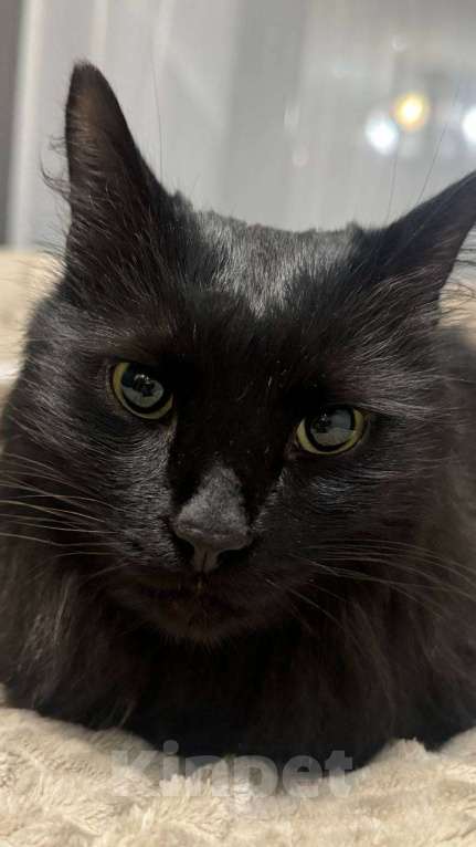 Кошки в Москве: Ищем дом для черной кошечки  Девочка, Бесплатно - фото 1