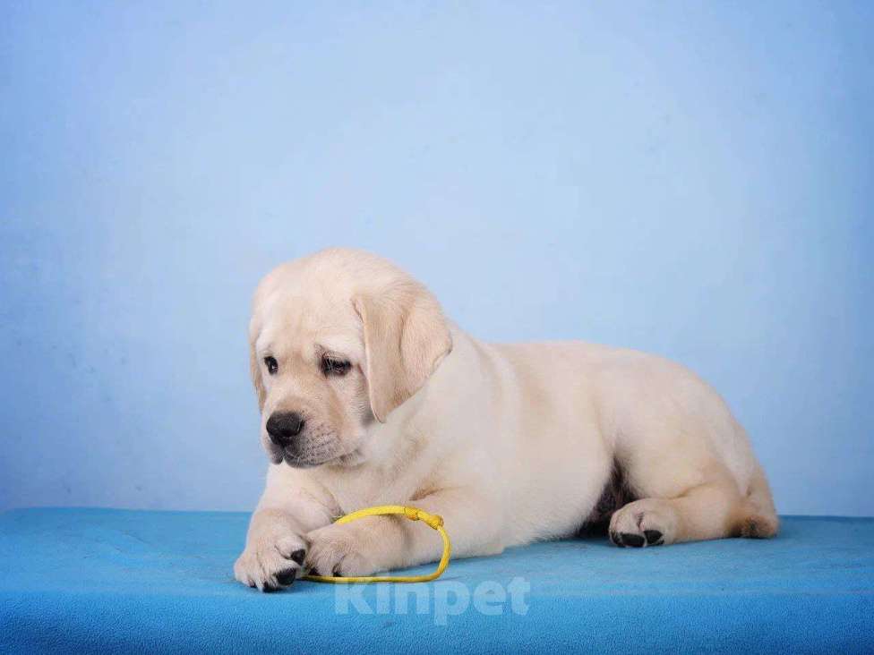Собаки в других городах Ульяновской области: Щенки Лабрадора ретривера Разнополые, Бесплатно - фото 6
