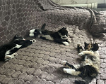 Кошки в Ростове-на-Дону: ✨отдаю срочно котят в добрые руки✨ Девочка, 100 руб. - фото 3