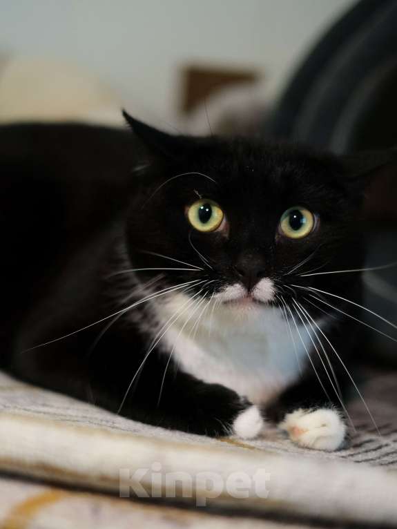 Кошки в Санкт-Петербурге: Кот ищет дом Мальчик, Бесплатно - фото 4