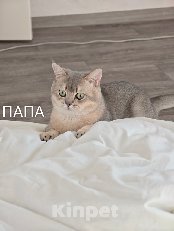 Кошки в других городах Ростовской области: Котята Шотландские золотые шиншиллы Разнополые, 20 000 руб. - фото 7