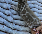 Кошки в Москве: Бенгальский котенок  Мальчик, 45 000 руб. - фото 1