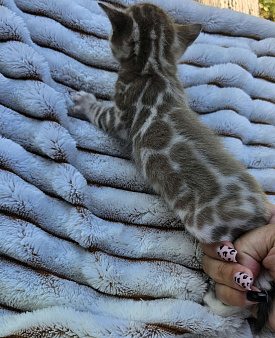 Объявление: Бенгальский котенок , 45 000 руб., Москва