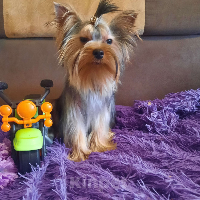 Собаки в Набережных Челнах: Пиксель Блек Стар с РКФ Мальчик, 70 000 руб. - фото 3