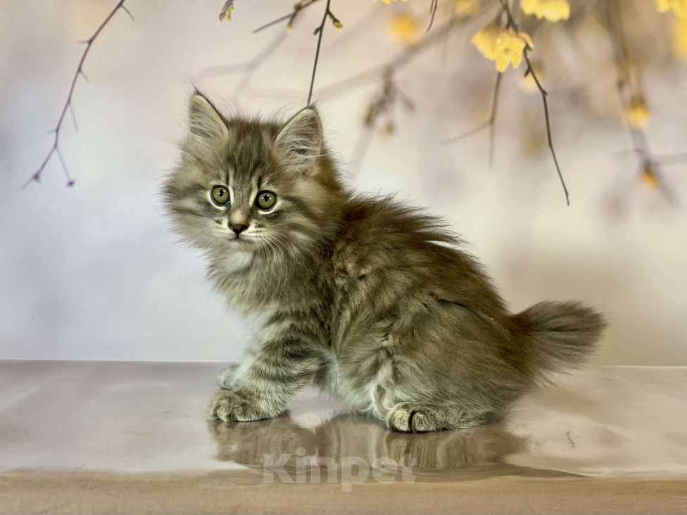 Кошки в других городах Московской области: Кот Frost - голубой пятнистый  Мальчик, 50 000 руб. - фото 4