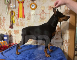 Собаки в других городах Ленинградской области: Породные щенки цвергпинчера Мальчик, 50 000 руб. - фото 4