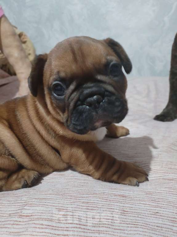 Собаки в других городах Ростовской области: Щенки французского бульдога  Мальчик, 50 000 руб. - фото 2