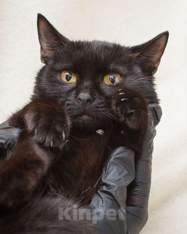 Кошки в Москве: Миниатюрная черная кошечка в добрые руки 🖤 Девочка, Бесплатно - фото 3