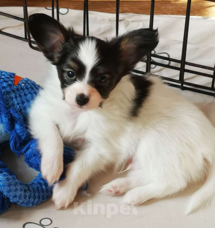 Собаки в Москве: Щенки континентального той спаниеля папийона Мальчик, 80 000 руб. - фото 4