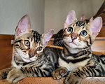 Кошки в Калининграде: Бенгальские котята Мальчик, 25 000 руб. - фото 4