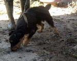 Собаки в Курске: Ягдтерьер для вязки, Бесплатно - фото 3