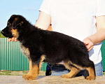 Собаки в Челябинске: щенки немецкой овчарки, 10 000 руб. - фото 4
