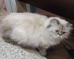 Кошки в Хасавюрте: Персидские котята, 12 000 руб. - фото 9