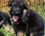 Собаки в Каменске-Уральском: щенки немецкой овчарки Мальчик, 25 000 руб. - фото 3