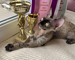 Кошки в Королеве: Котенок Девон-рекс Девочка, Бесплатно - фото 5