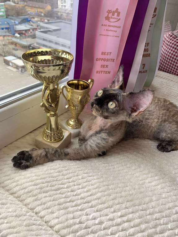 Кошки в Королеве: Котенок Девон-рекс Девочка, Бесплатно - фото 5