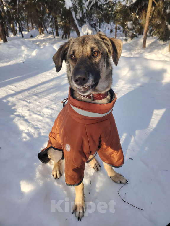 Собаки в Балашихе: Ласковая молодая собака в добрые руки. Москва и МО Девочка, Бесплатно - фото 6