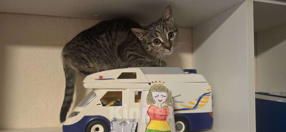 Кошки в Екатеринбурге: Девочка 4мес в ответственные руки Девочка, Бесплатно - фото 2