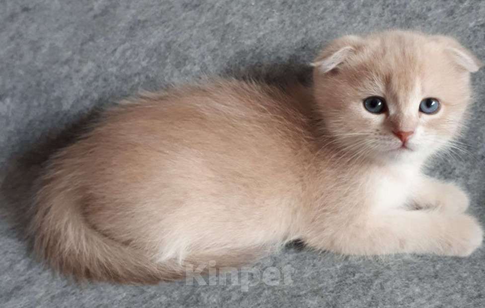 Кошки в Санкт-Петербурге: Котенок золотисто лилового окраса Мальчик, 20 000 руб. - фото 2